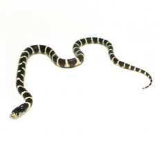 Королевская змея, Californiae Brown-Yellow, S