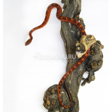 Полоз маисовый Bloodred pied sided, M