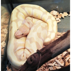 Королевский питон Lavender Albino