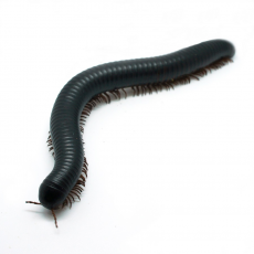 Кивсяк африканский гигантский, L