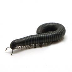 Кивсяк (parilis acuticonus)