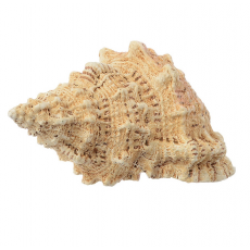 Грот для аквариума "Ракушка" 16.2*10.8*8.5 см