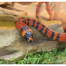 Молочная змея гондурасская "Orange", S