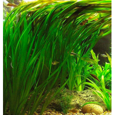 Валлиснерия гигантская (шт) (Vallisneria gigantea)