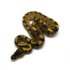 Королевский питон (Black Bee) Spider Black Pastel, S
