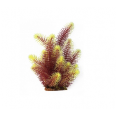 Кабомба красно-салатовая 30 см, в картонной коробке