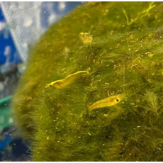 Креветка зелёная (Neocaridina heteropoda Green)