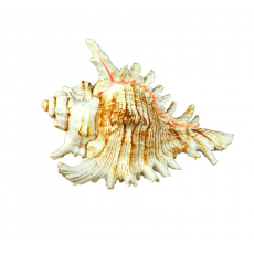 Грот для аквариума "Ракушка", 13.1*11*8.5 см