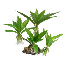 Искусственное растение "Эхинодорус карликовый" 20 см