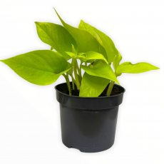 Эпипремнум GOLDEN POTHOS