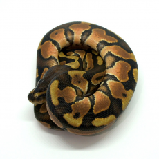 Королевский питон (Cinnamon Enchi)