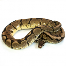 Королевский питон Cinna Bee, L