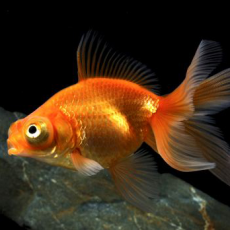 Золотая рыбка Телескоп красный (M)