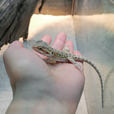 Агама бородатая hypo Leatherback S