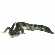 Гемитеконикс толстохвостый, Stripe  (Hemitheconyx caudicinctus)