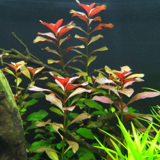 Людвигия ползучая Супер Красная (в горшке)