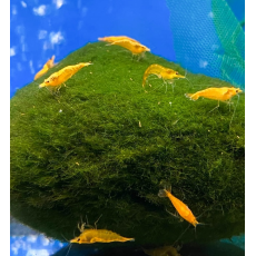 Креветка Желтый Огонь