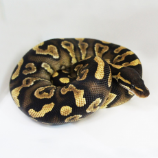 Королевский питон (Phantom Yellow belly), L
