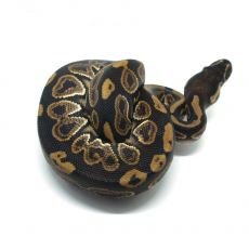 Королевский питон (Black Pastel), S