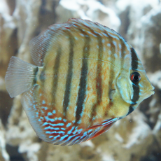Дискус Аленкер (Symphysodon aequifasciatus var.)