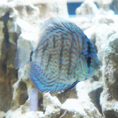 Дискус Туркис (M) (Symphysodon aequifasciatus var.)