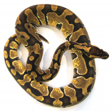 Королевский питон Enchi het ultramel L