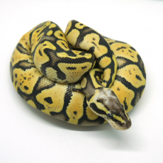 Королевский питон Super Pastel