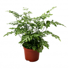 Птерис Evergemiensis