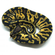 Королевский питон Mahogany Pastel