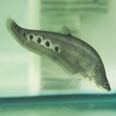 Нож индийский глазчатый (L) (Chitala ornata)