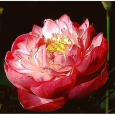 Лотос Тао Гон Су Ию (Nelumbo Tao Hong Su Yu), розовый, корневище