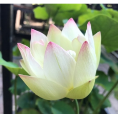 Лотос Ксяо Сан Се Лян (Nelumbo Xiao San Se Lian), кремовый, корневище