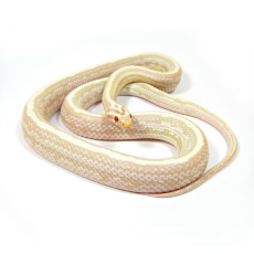 Полоз маисовый Snow Tessera