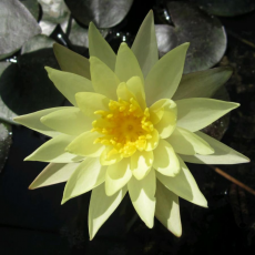 Нимфея Sulphurea желтая, корневище