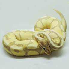 Королевский питон (Banana), M