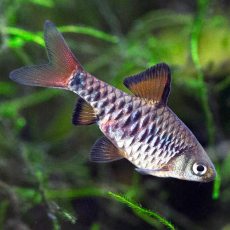 Барбус олиголепис (Oliotius oligolepis)