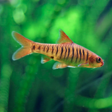 Барбус синештриховый (Enteromius fasciolatus)