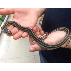 Полоз узорчатый Black striped, M