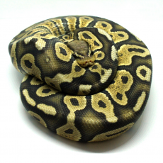 Королевский питон Butter chocolate, ghost самец