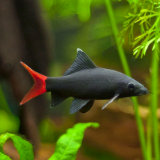 Лабео биколор (S) (Epalzeorhynchos bicolor)