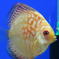 Дискус Красная Карта (Symphysodon aequifasciatus var.)