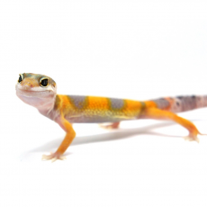 Эублефар Super Hypo Tangerine