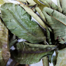 DECOTOP Guava XXS - Листья гуавы, 5-10 см, 20 шт.