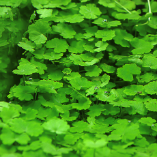 Гидрокотила сибторпиоидес (в горшке) (Hydrocotyle sibthorpioides)