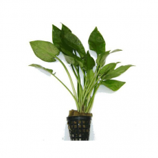 Криптокорина понтедериелистная (в горшке)