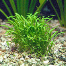 Лилеопсис бразильский (с грузом) (Lilaeopsis Brasiliensis)