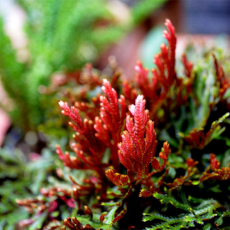 Селагинелла эритропус красная (в горшке) (Selaginella erythropus)