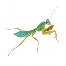Богомол древесный (rhombodera sp)