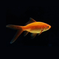 Золотая рыбка Комета лимонная (L) (Carassius auratus)