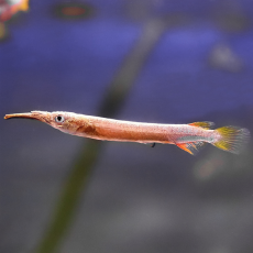 Дермогенис карликовый (Dermogenys pusilla)